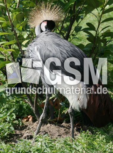 Kronenkranich-12.jpg